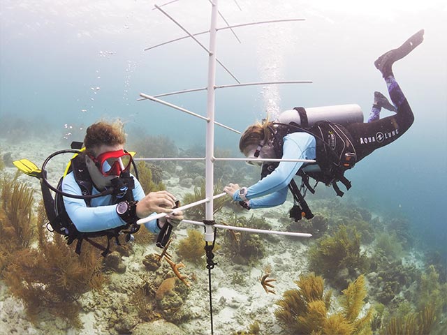 P2190104-edit RRFB staff hangs the initial staghorn fragments on a coral nursery tree at Bachelor's Beach.