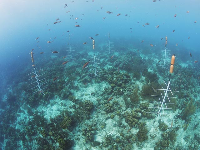 A New Pop-up Nursery - Reef Renewal Bonaire