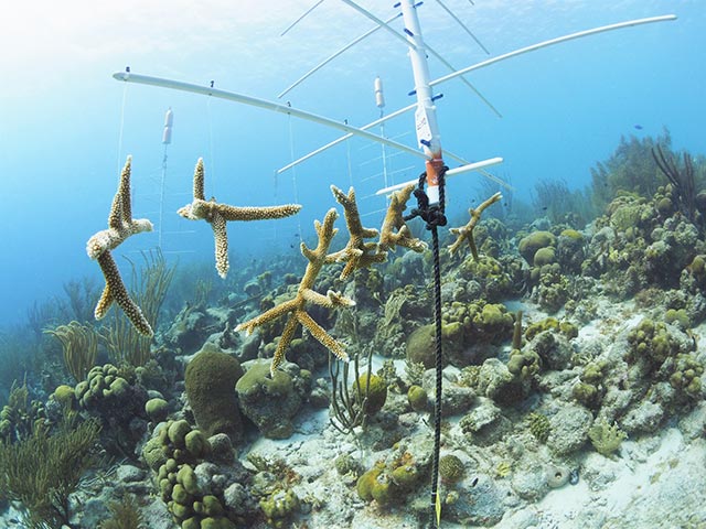 P3100195-edit Staghorn coral fragments hang in the pop-up nursery at Punt Vierkant.