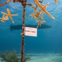 Bonaire Reef Renewal Sent in Sept 2021 ©Richard Howard Bonaire Reef Renewal Sent in Sept 2021 ©Richard Howard