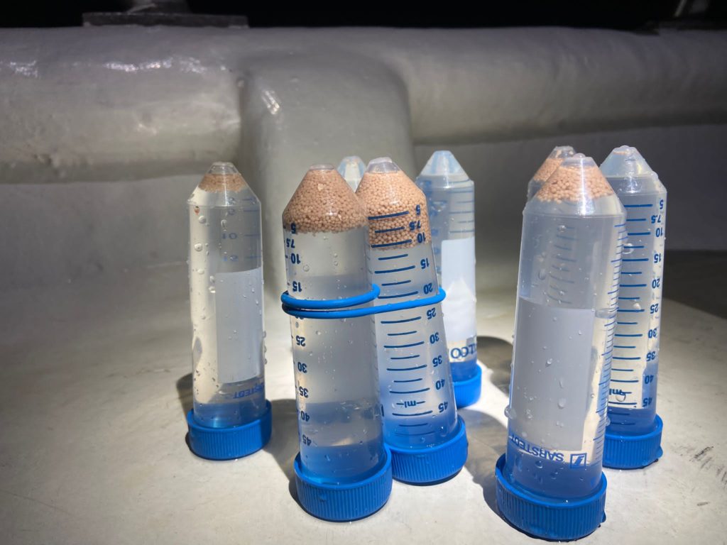 Collected gametes in falcon tubes.