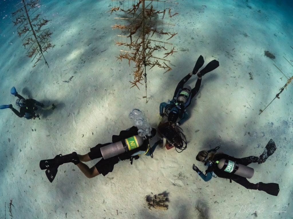 Reef Renewal-83 Coral nursery tree maintenance