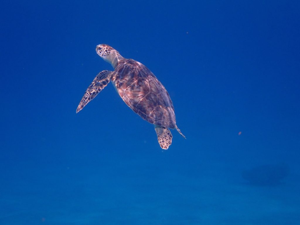 P2050689