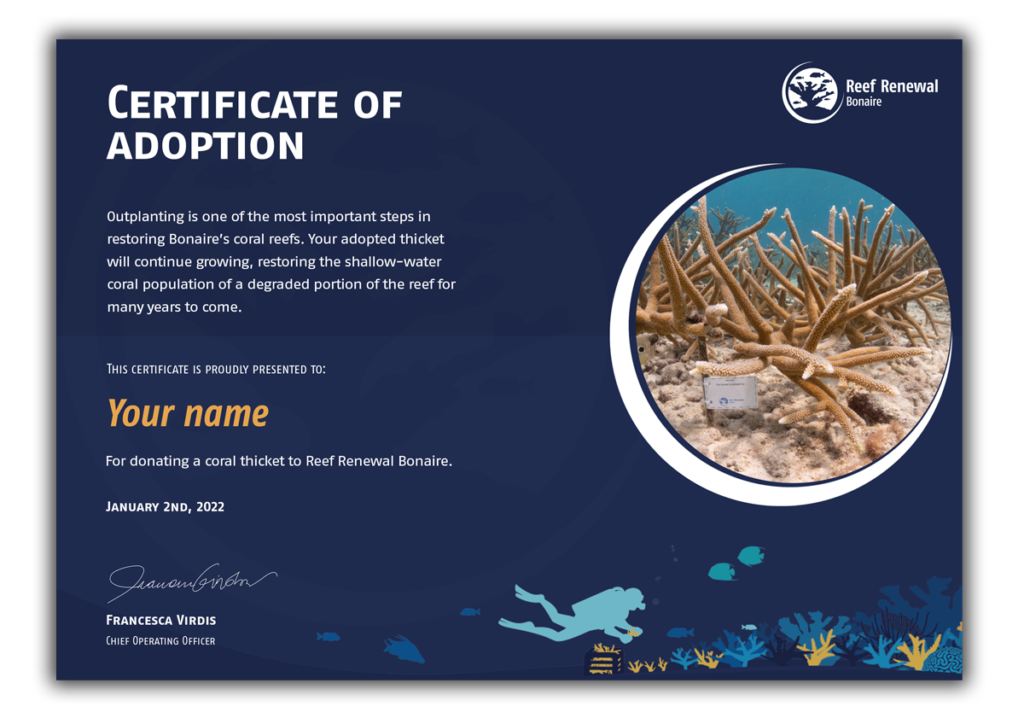 certificate-coral-template-visual-for-website-thicket adopt a coral thicket