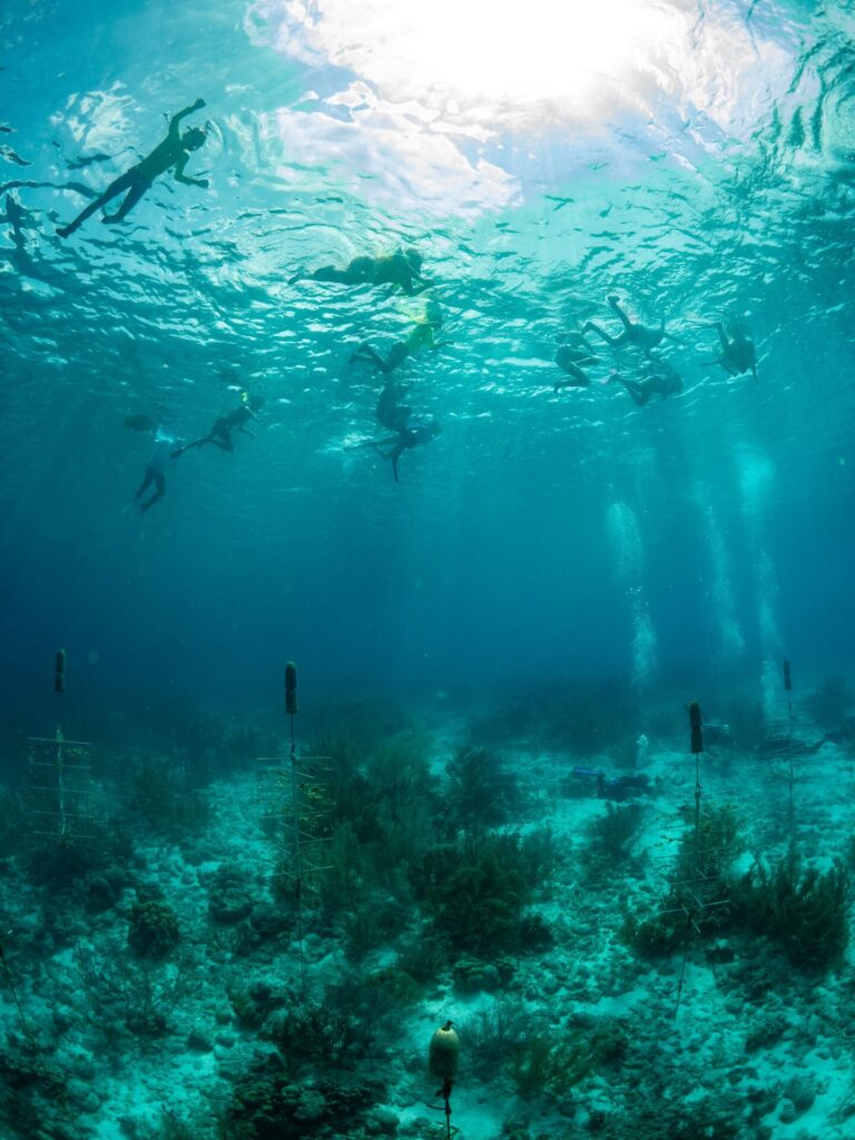 Liseo activiites day snorkel